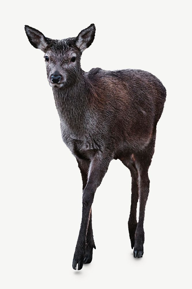Brown deer, wild animal collage element psd