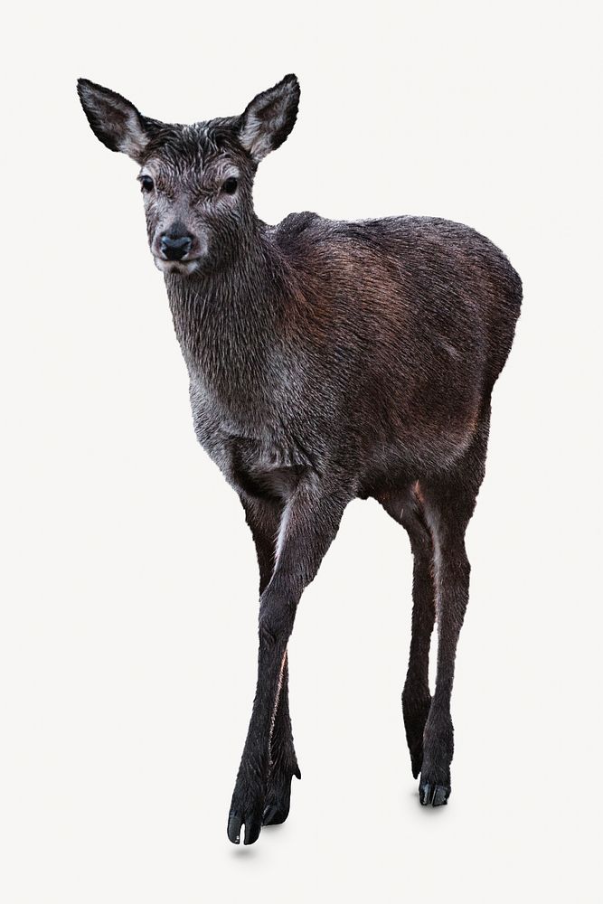 Brown deer, wild animal isolated image