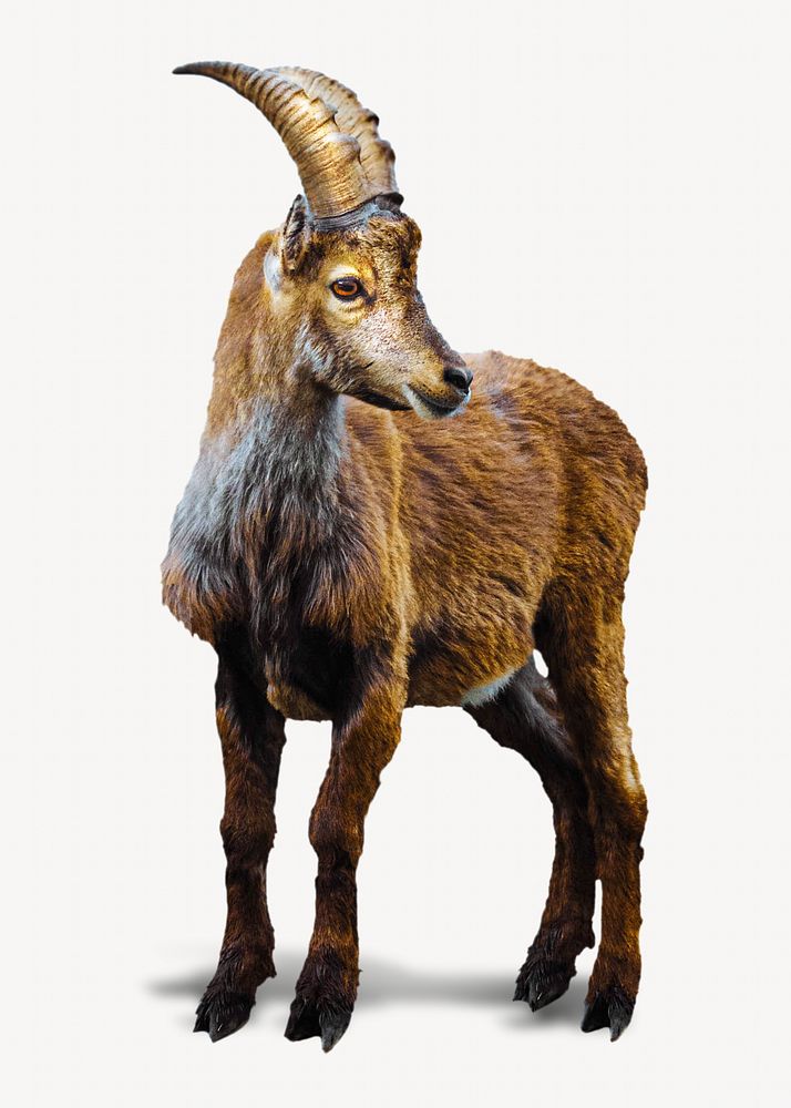 Alpine ibex isolated design