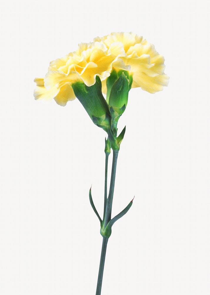 Yellow carnation flower, isolated botanical image