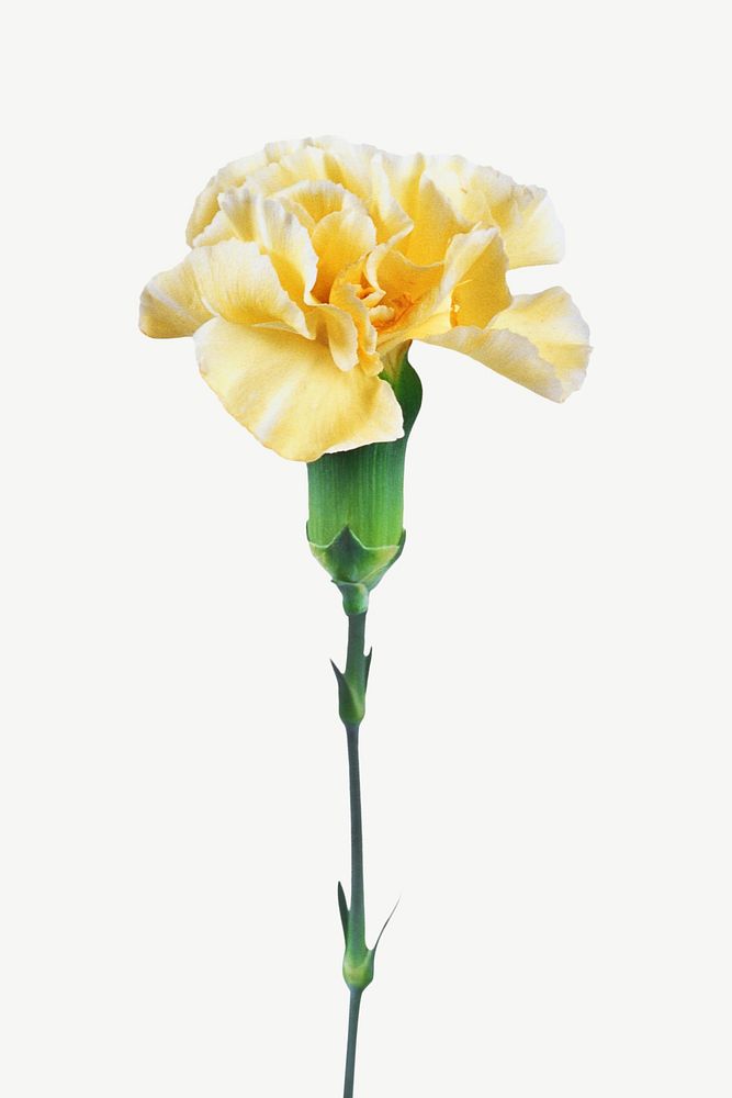 Yellow carnation flower collage element psd
