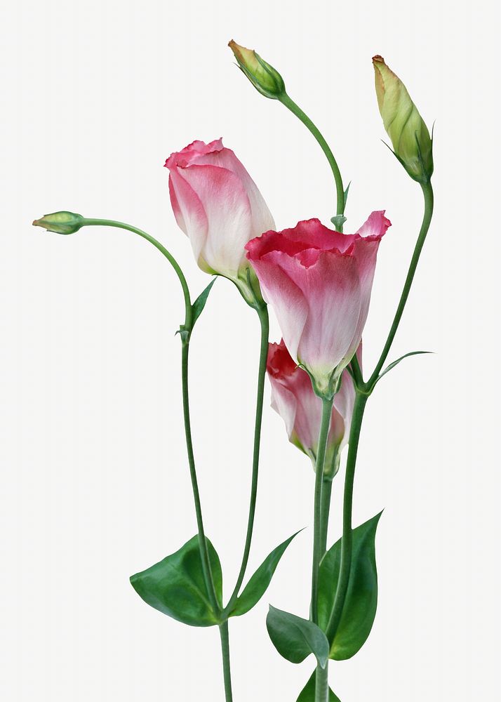 Pink lisianthus flower, isolated botanical image