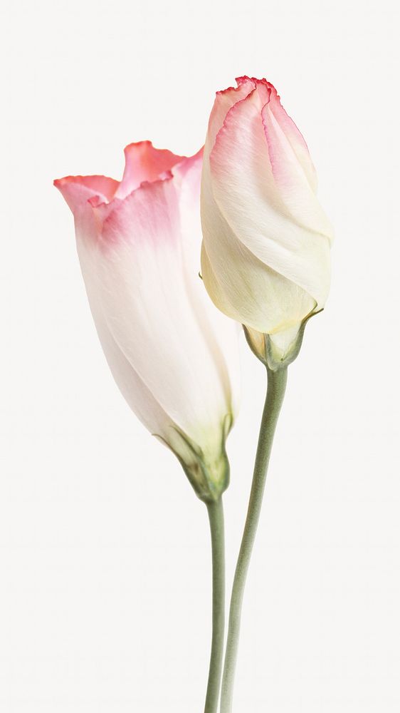 Pink lisianthus flower, isolated botanical image