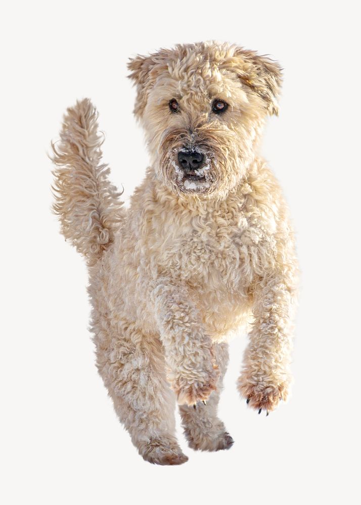 Poodle dog jumping collage element, animal isolated image