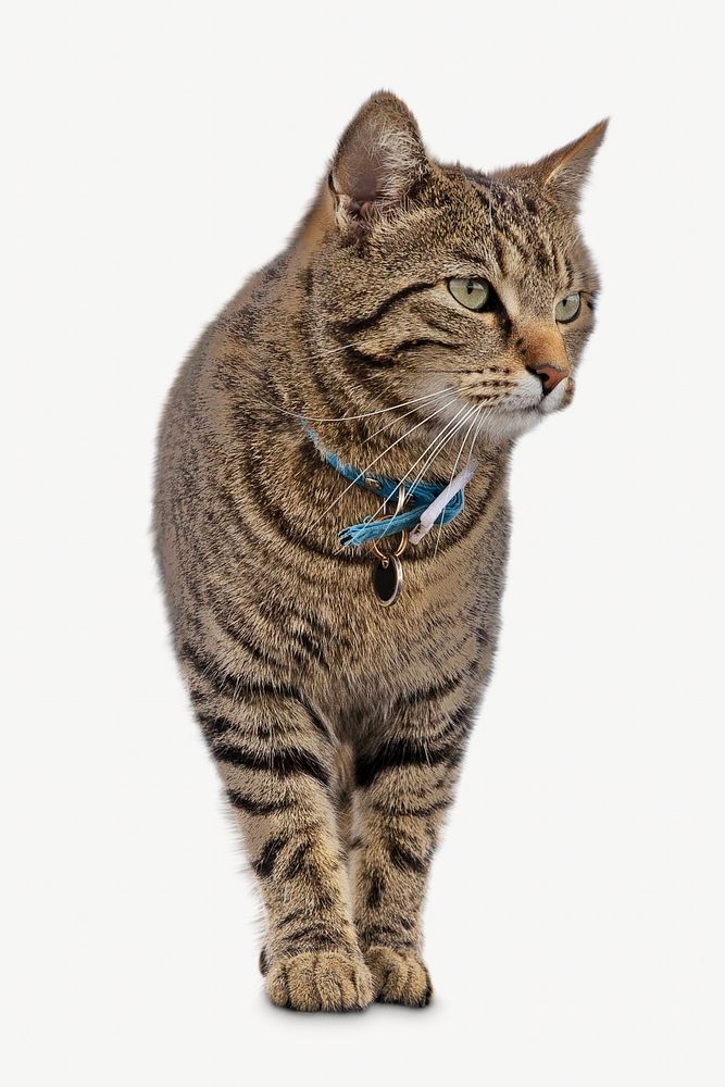 European shorthair cat, pet animal image
