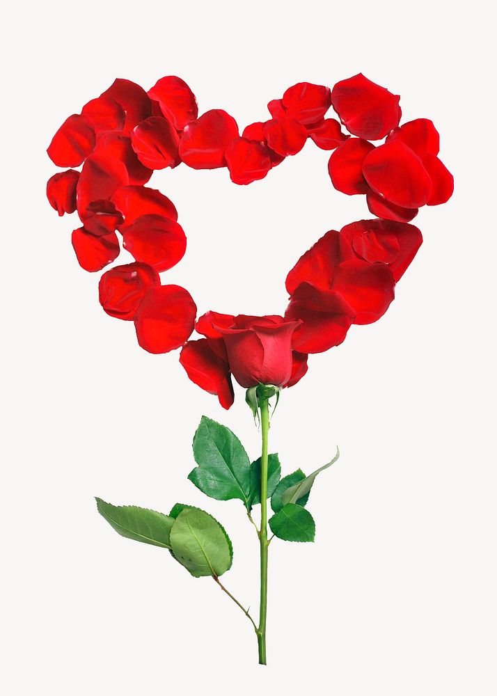 Rose heart flower isolated design