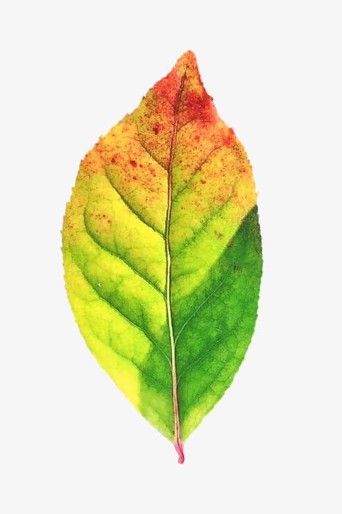 Autumn leaf, isolated botanical image