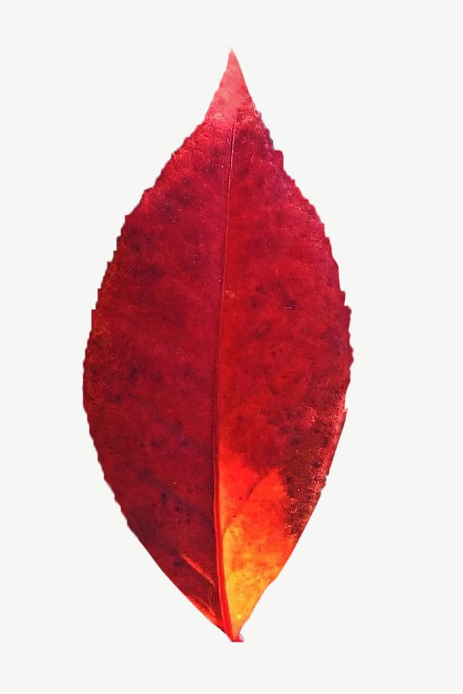 Autumn leaf, botanical collage element psd