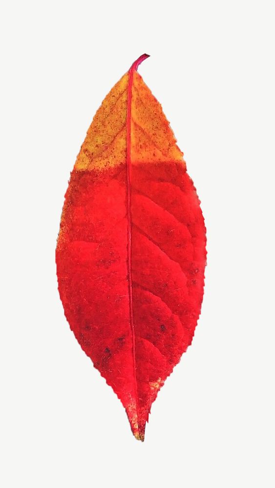 Autumn leaf, botanical collage element psd