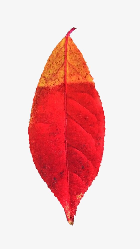 Autumn leaf, isolated botanical image
