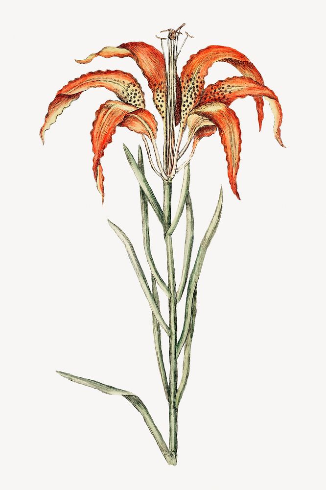 Tiger Lily flower illustration isolated design. Remixed by rawpixel.