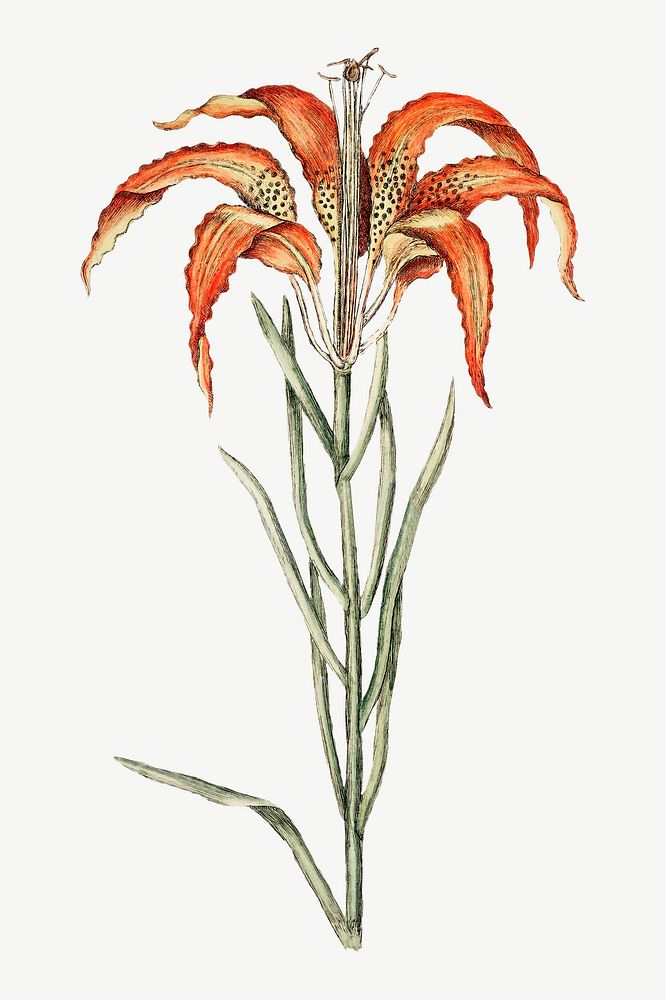 Tiger Lily flower illustration collage element psd. Remixed by rawpixel.