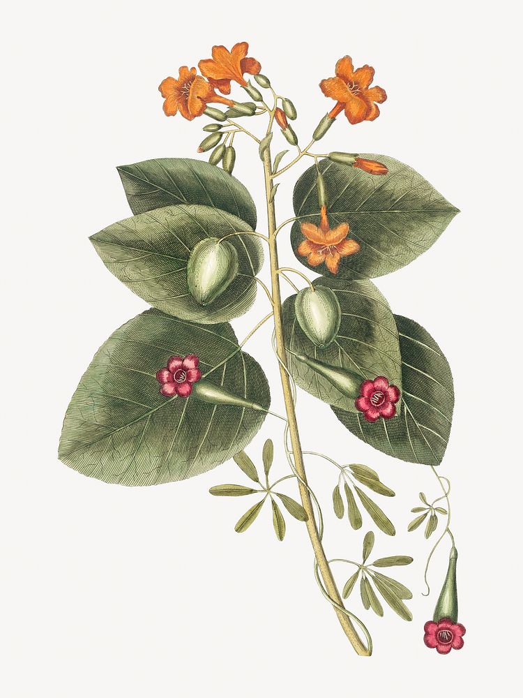 Vintage botanical  illustration isolated design. Remixed by rawpixel.