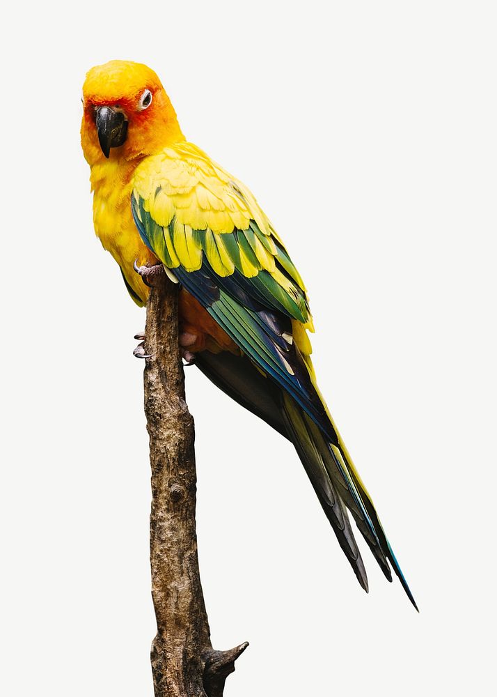 Parrot bird collage element psd | Premium PSD - rawpixel