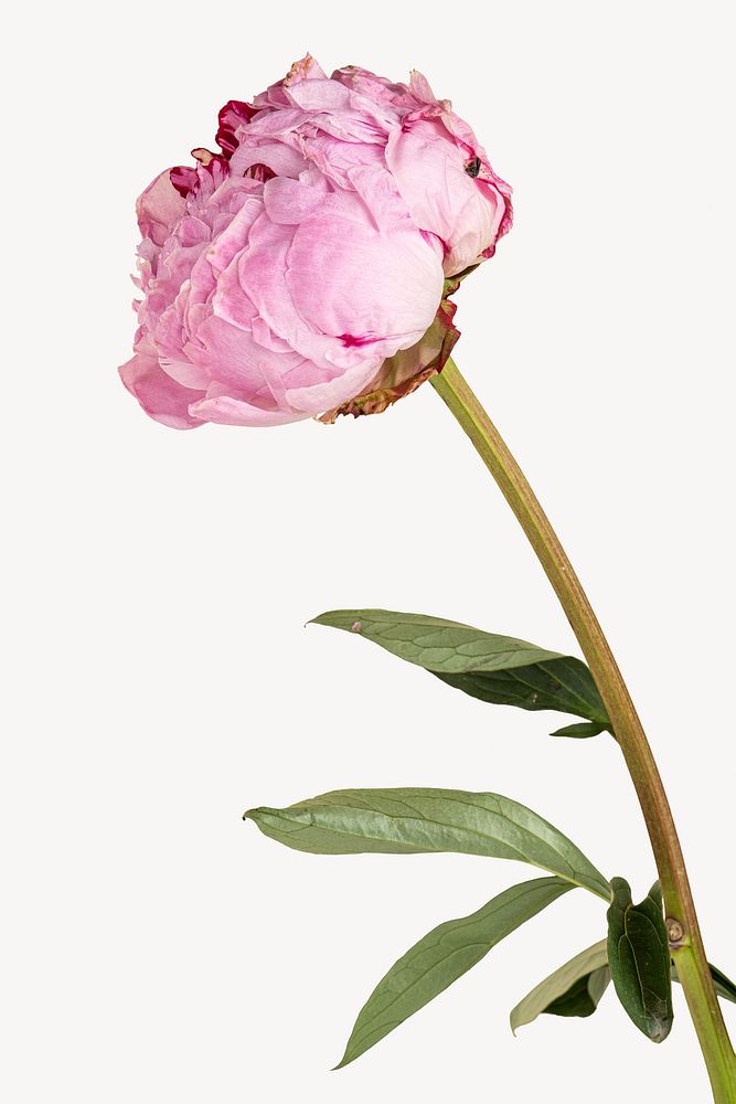 Pink peony isolated design | Premium Photo - rawpixel