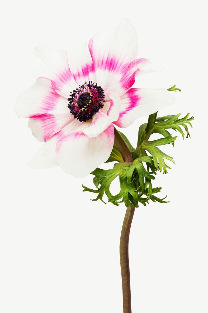 White anemone flower collage element psd
