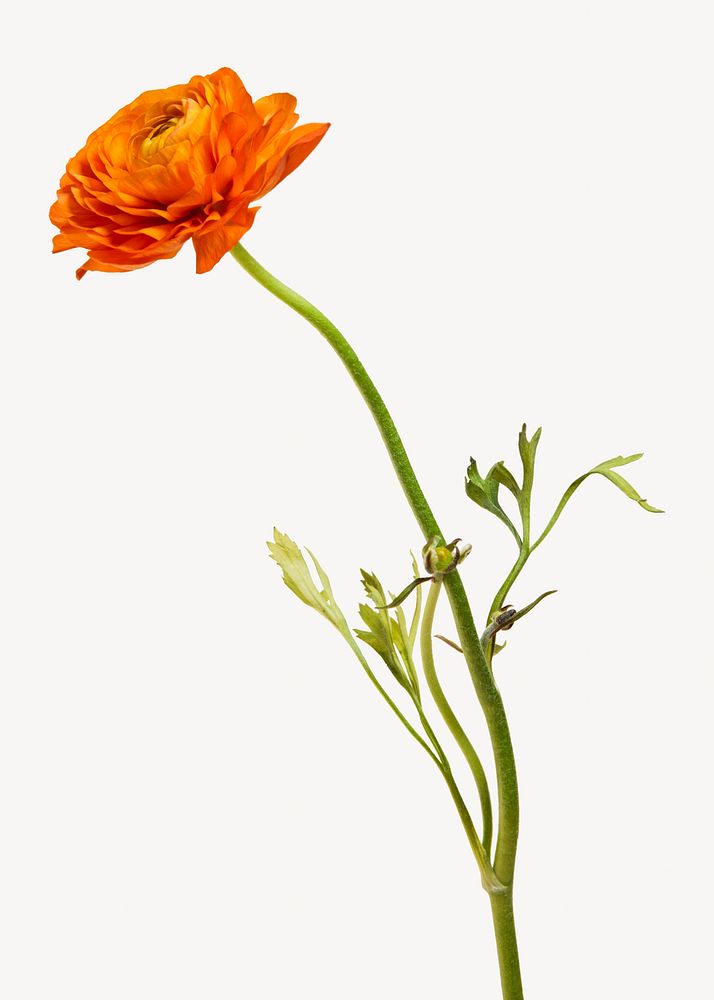 Buttercup flower isolated design
