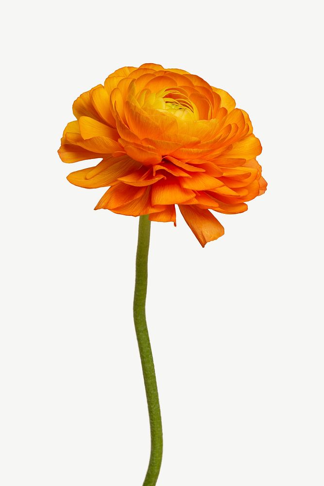 Orange ranunculus flower collage element psd