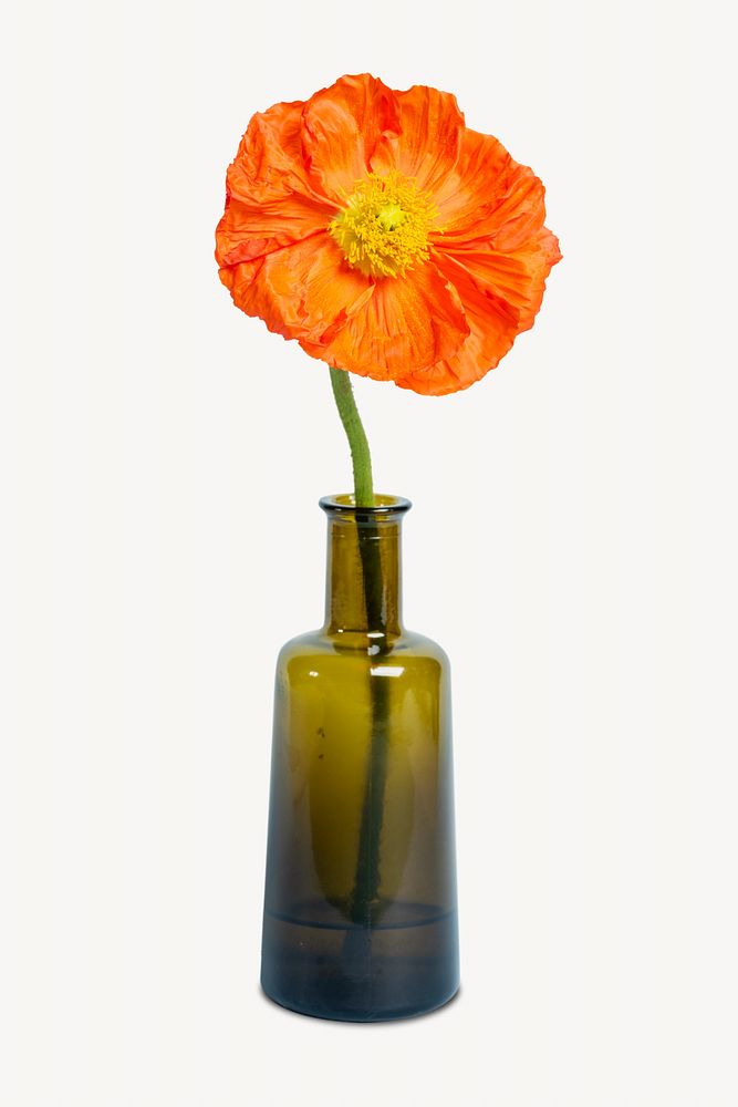Poppy flower isolated image