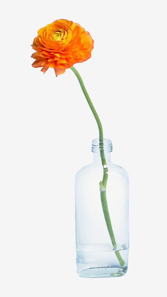 orange flower vase, isolated botanical Premium Photo rawpixel