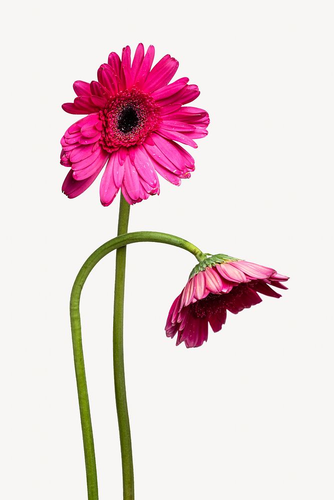 Gerbera flowers  isolated design