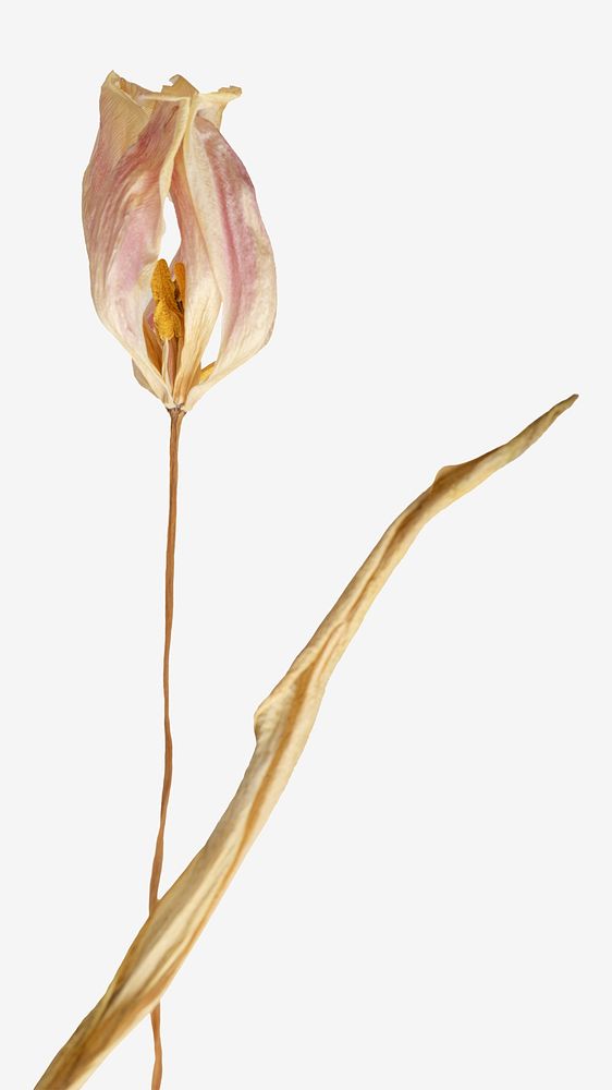Dried tulip flower  isolated design