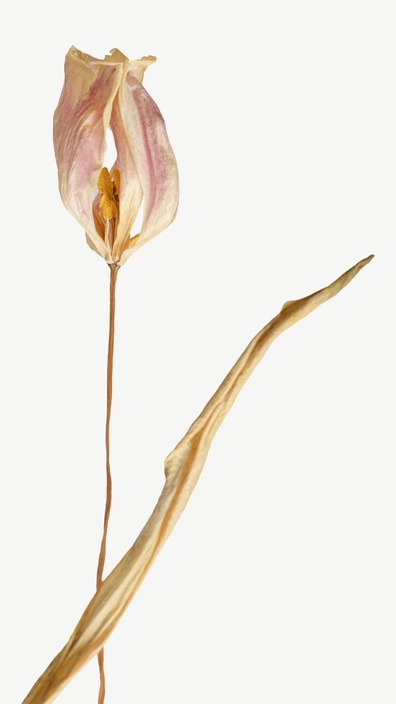 Dried tulip flower  collage element psd