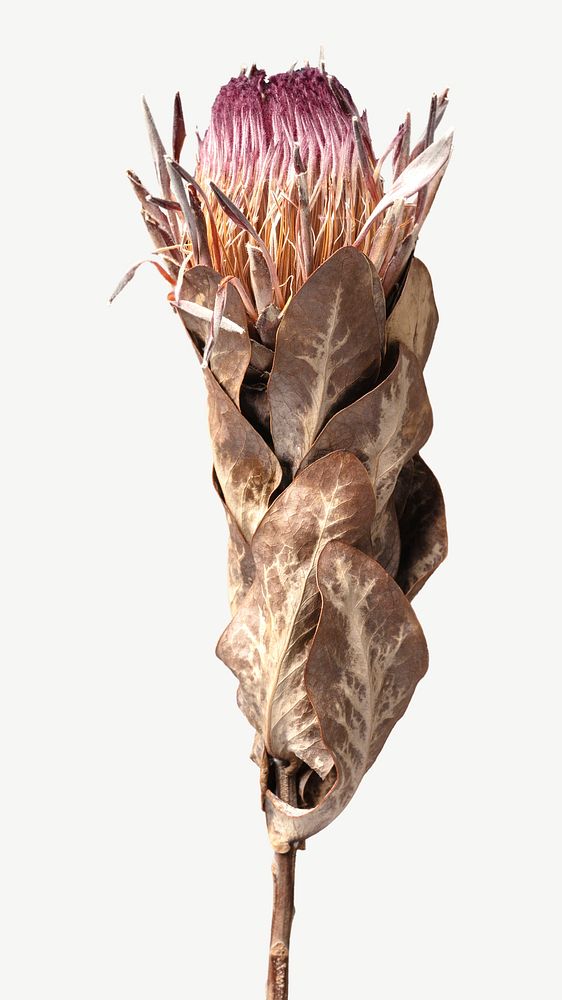 Dried protea collage element psd