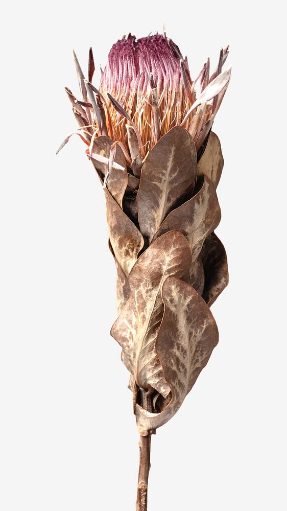 Dried protea isolated design