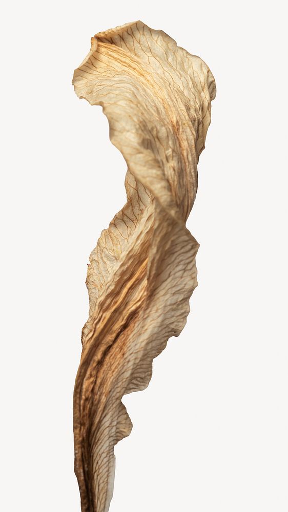 Dried petal isolated design