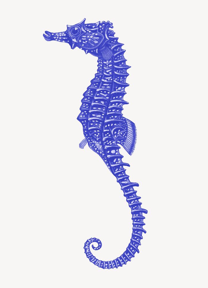 Blue seahorse illustration, collage element psd