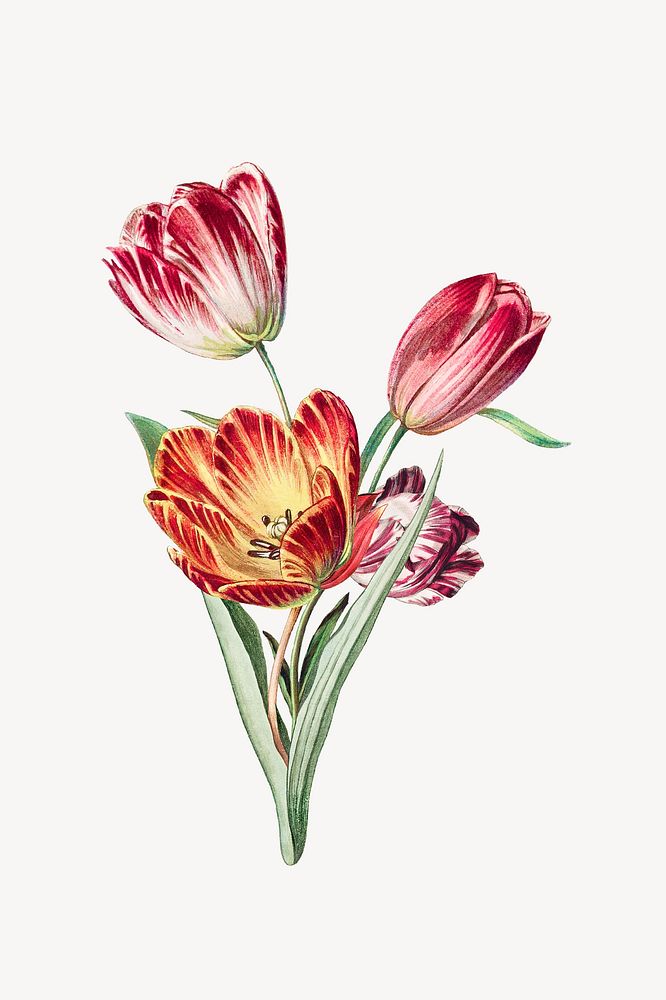 Vintage tulip flower, botanical illustration