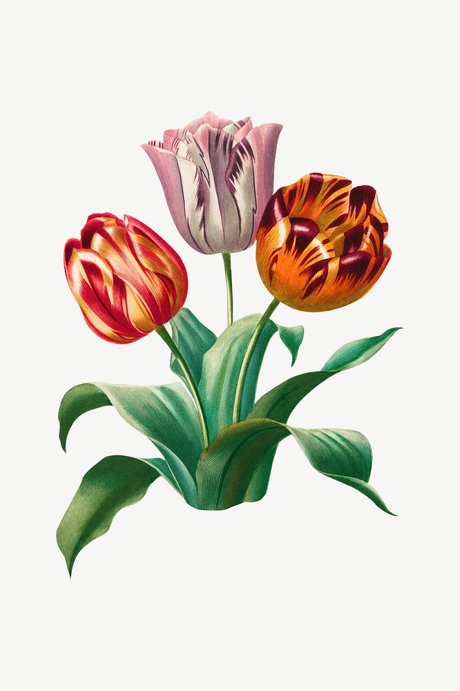 Vintage tulip flower, botanical collage element psd