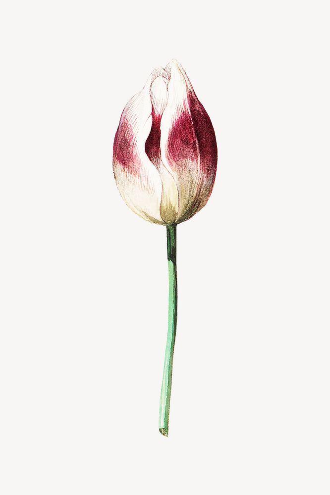 Purple tulip flower, botanical illustration