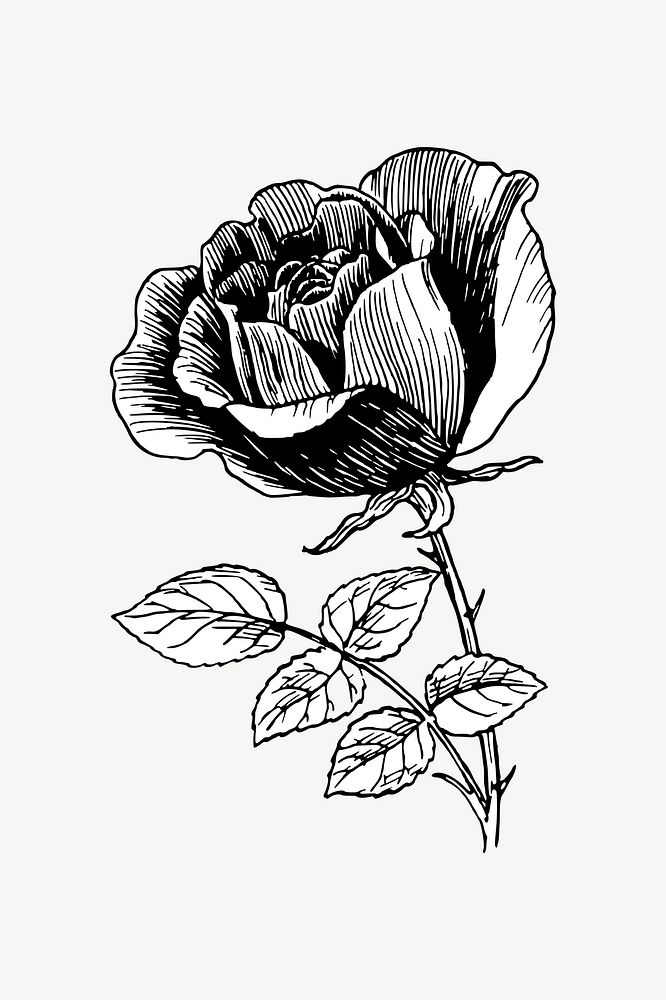 Vintage rose flower, botanical collage element psd