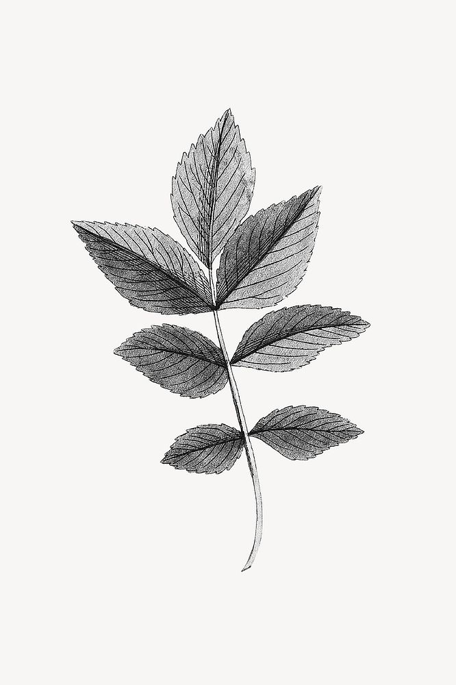Vintage leaf branch, botanical illustration
