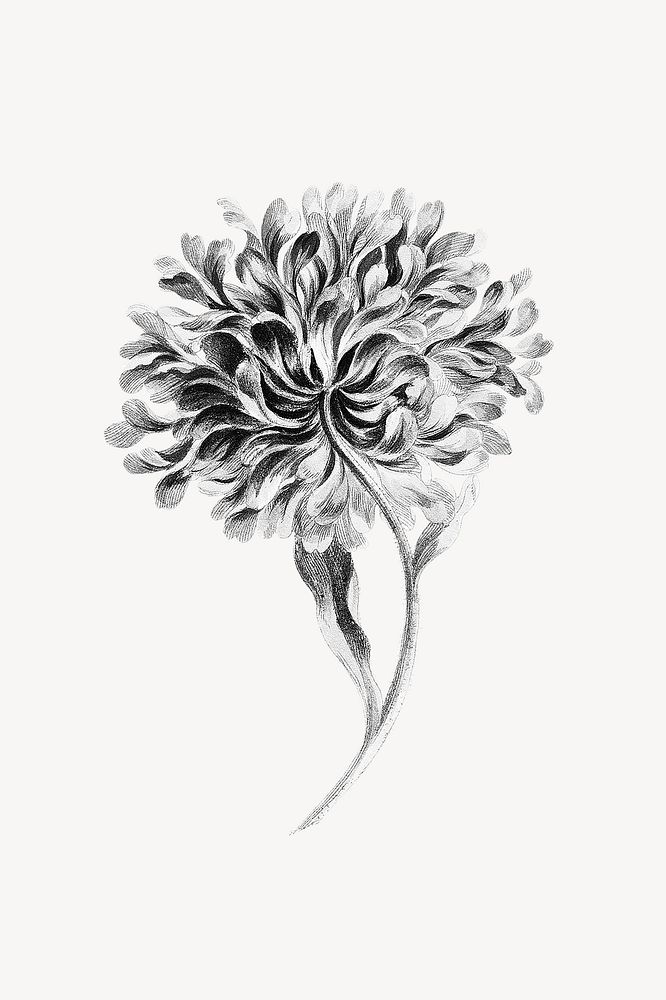 China aster flower, botanical illustration