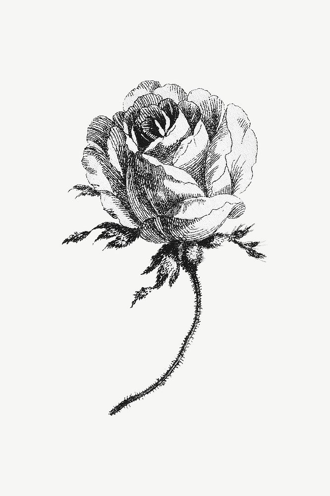 Cabbage rose flower, botanical collage element psd