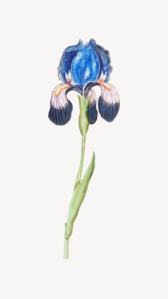 Blue iris flower mobile wallpaper, vintage botanical illustration