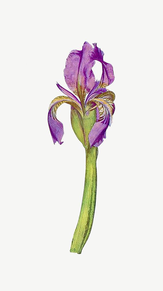 Purple iris flower, botanical collage element psd