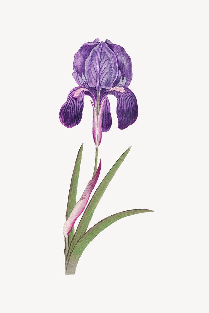 Purple iris flower, botanical illustration