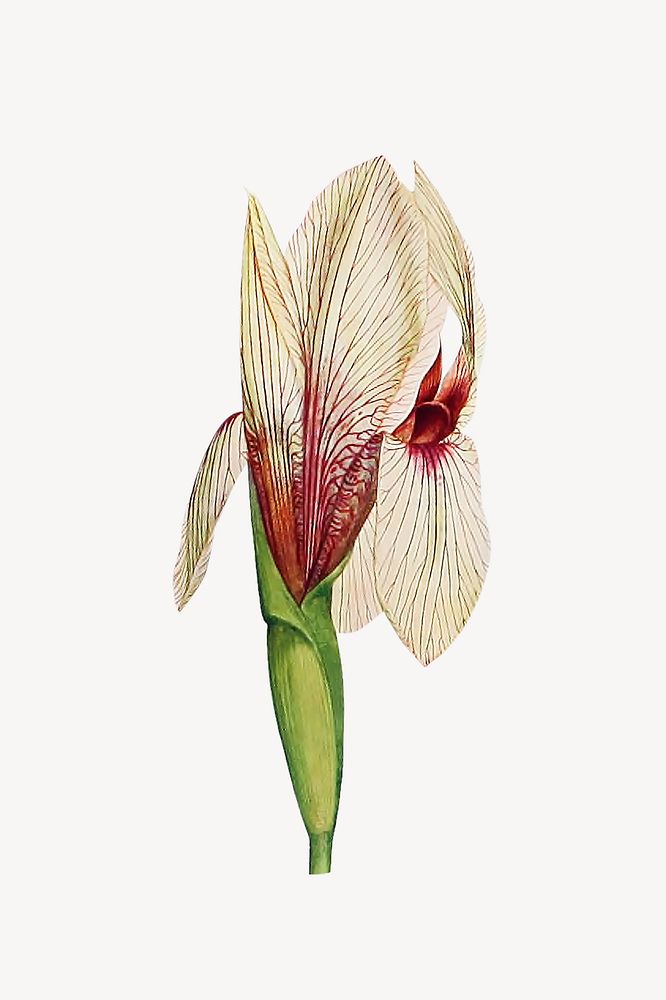 White iris flower, botanical illustration