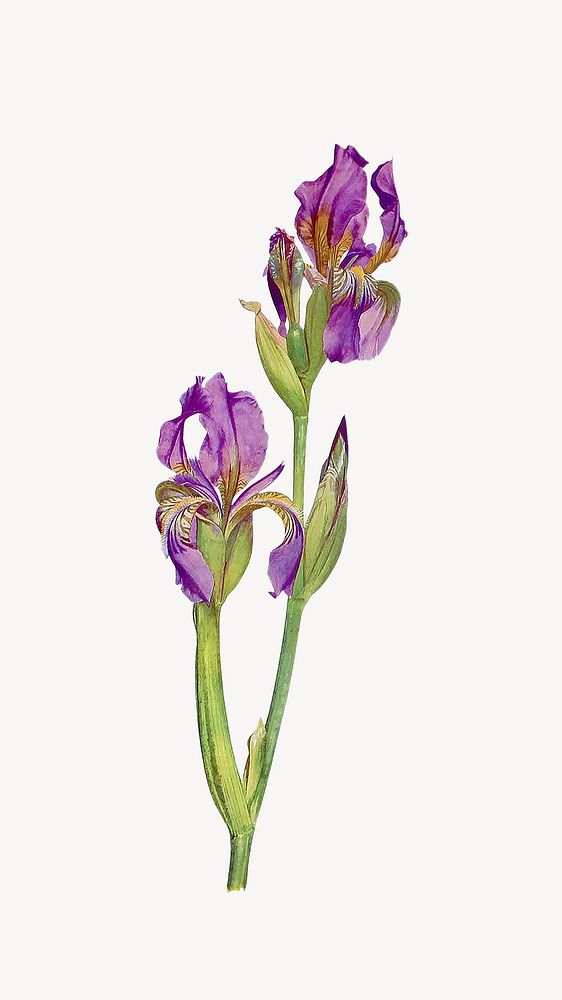 Purple iris flower mobile wallpaper, vintage botanical illustration