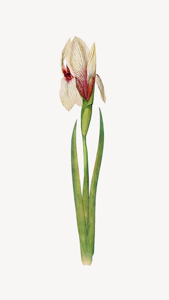 White iris flower mobile wallpaper, vintage botanical illustration