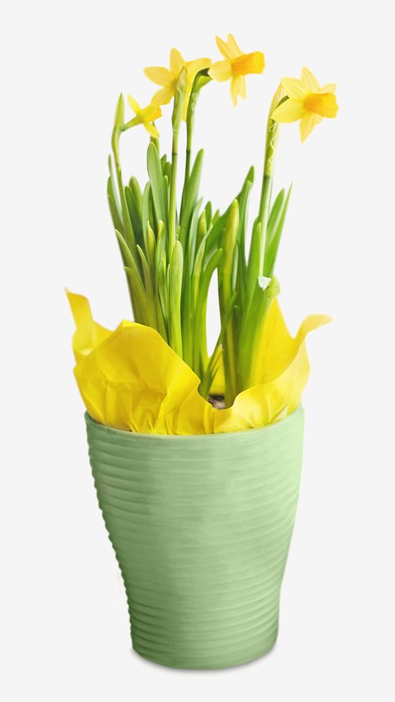 Yellow daffodil flower, isolated botanical image