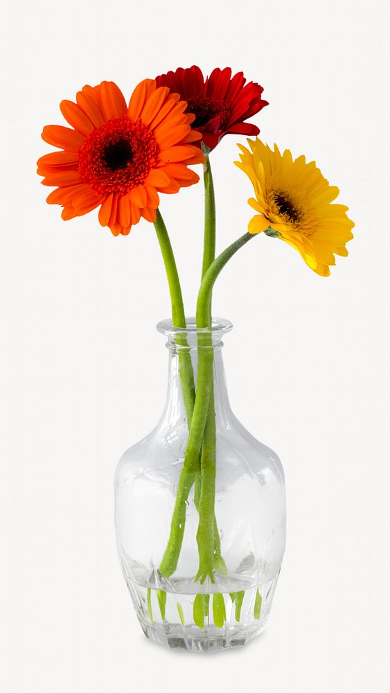 Daisy flower vase, isolated botanical image