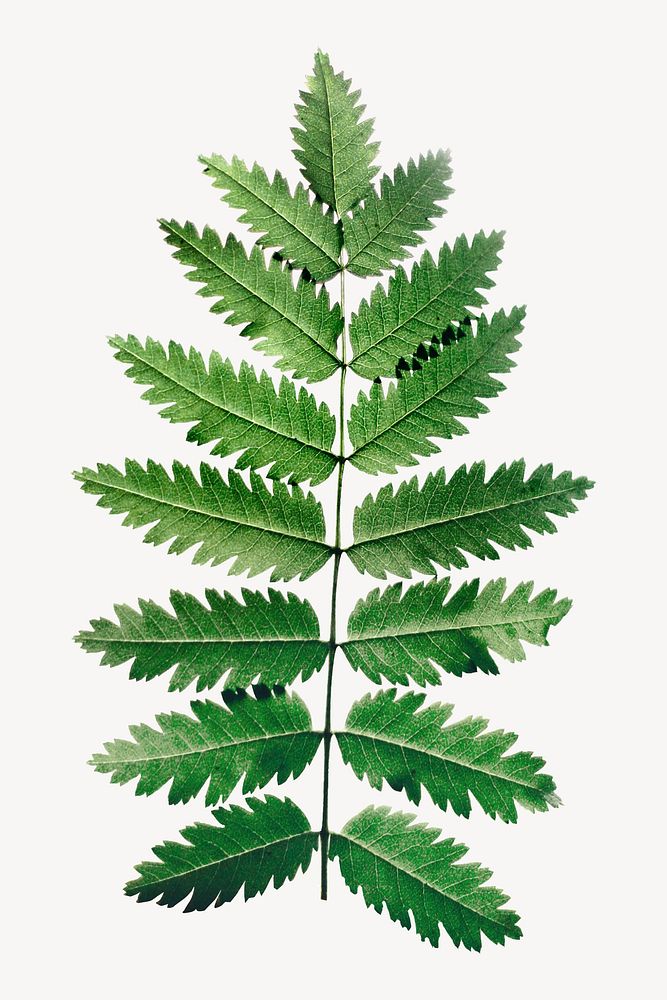 Fern leaf isolated design