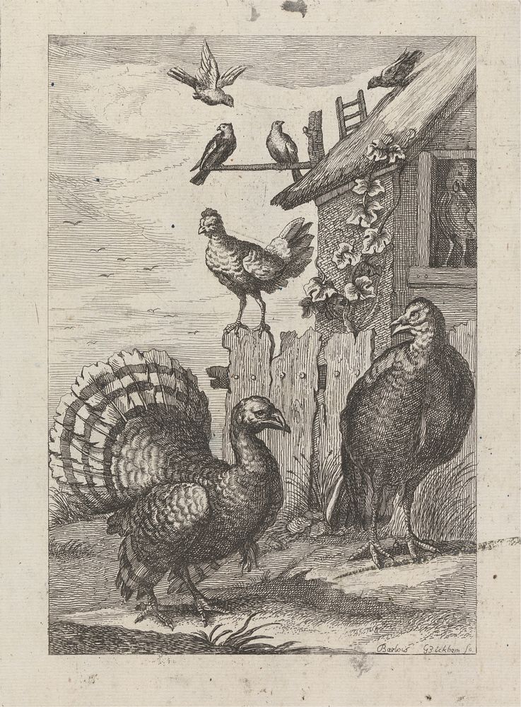 Two Turkeys, two hens and four doves a plate for 'A New Drawing Book...of Various Kinds of Birds, Drawn from the Life by Mr.…