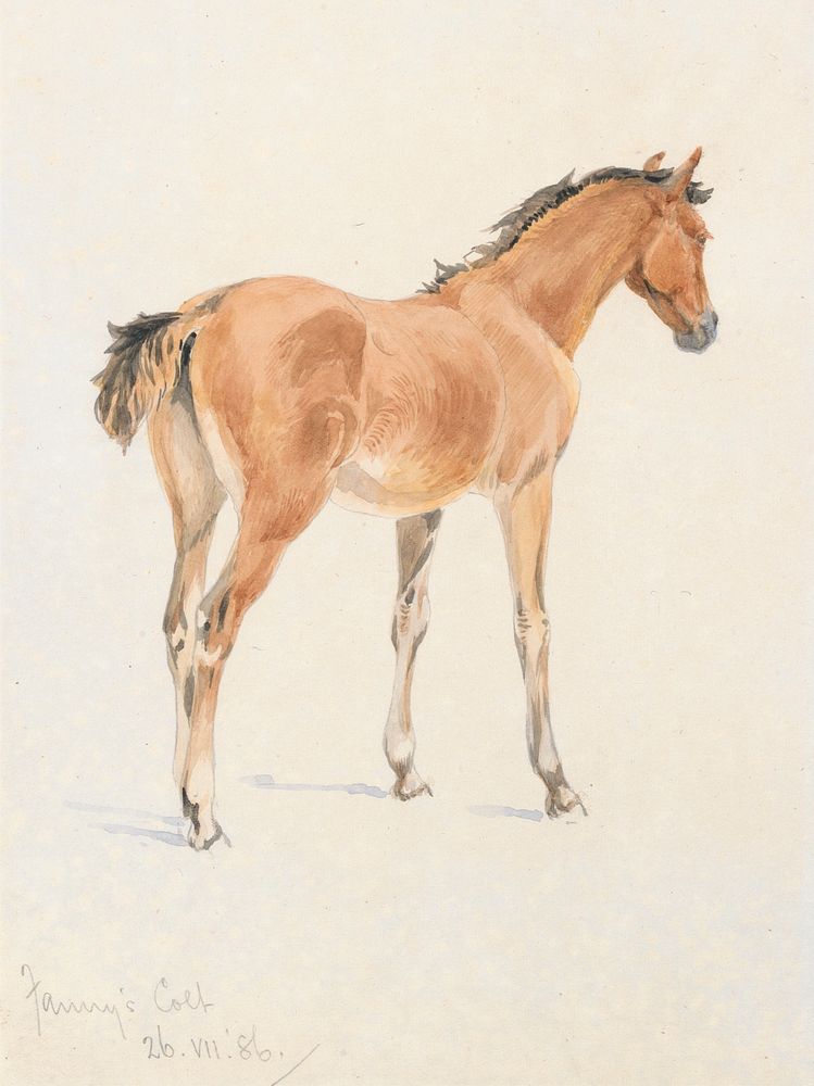 "Fanny's Colt", July 26, 1886