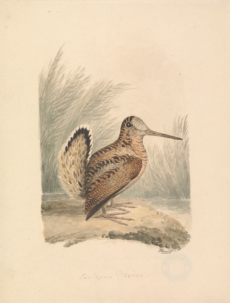 A Woodcock
